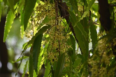 Polyalthia longifolia ağacı çiçekleri. Diğer adı Ashoka, glodokan, glodogan tiang, sahte Ashok ağacı. Bu ağaçların kabuğu birçok Ayurvedic ilaç yapımında kullanılır..