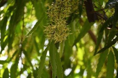 Polyalthia longifolia ağacı çiçekleri. Diğer adı Ashoka, glodokan, glodogan tiang, sahte Ashok ağacı. Bu ağaçların kabuğu birçok Ayurvedic ilaç yapımında kullanılır..