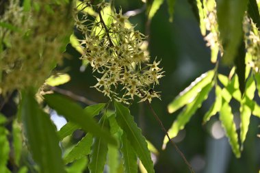 Polyalthia longifolia ağacı çiçekleri. Diğer adı Ashoka, glodokan, glodogan tiang, sahte Ashok ağacı. Bu ağaçların kabuğu birçok Ayurvedic ilaç yapımında kullanılır..