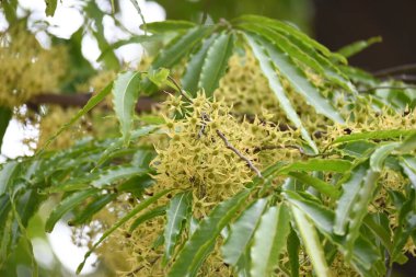 Polyalthia longifolia ağacı çiçekleri. Diğer adı Ashoka, glodokan, glodogan tiang, sahte Ashok ağacı. Bu ağaçların kabuğu birçok Ayurvedic ilaç yapımında kullanılır..