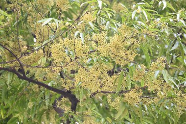 Polyalthia longifolia ağacı çiçekleri. Diğer adı Ashoka, glodokan, glodogan tiang, sahte Ashok ağacı. Bu ağaçların kabuğu birçok Ayurvedic ilaç yapımında kullanılır..
