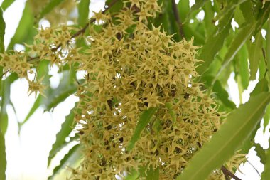 Polyalthia longifolia ağacı çiçekleri. Diğer adı Ashoka, glodokan, glodogan tiang, sahte Ashok ağacı. Bu ağaçların kabuğu birçok Ayurvedic ilaç yapımında kullanılır..