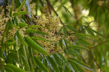 Polyalthia longifolia ağacı çiçekleri. Diğer adı Ashoka, glodokan, glodogan tiang, sahte Ashok ağacı. Bu ağaçların kabuğu birçok Ayurvedic ilaç yapımında kullanılır..