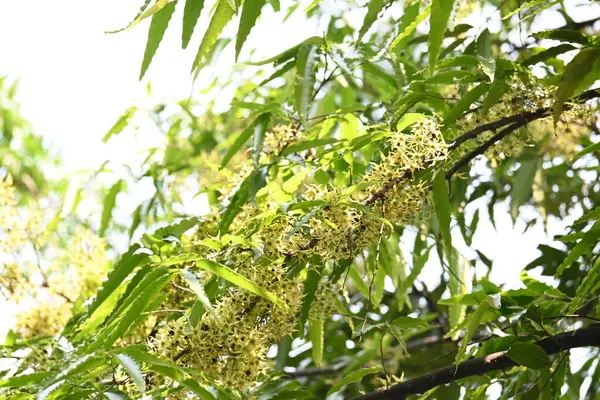 Polyalthia longifolia ağacı çiçekleri. Diğer adı Ashoka, glodokan, glodogan tiang, sahte Ashok ağacı. Bu ağaçların kabuğu birçok Ayurvedic ilaç yapımında kullanılır..