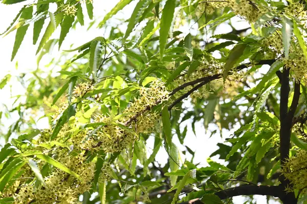 Polyalthia longifolia ağacı çiçekleri. Diğer adı Ashoka, glodokan, glodogan tiang, sahte Ashok ağacı. Bu ağaçların kabuğu birçok Ayurvedic ilaç yapımında kullanılır..
