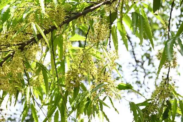 Polyalthia longifolia ağacı çiçekleri. Diğer adı Ashoka, glodokan, glodogan tiang, sahte Ashok ağacı. Bu ağaçların kabuğu birçok Ayurvedic ilaç yapımında kullanılır..