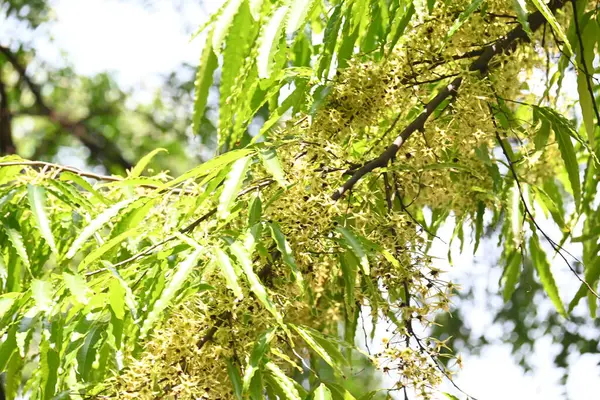 Polyalthia longifolia ağacı çiçekleri. Diğer adı Ashoka, glodokan, glodogan tiang, sahte Ashok ağacı. Bu ağaçların kabuğu birçok Ayurvedic ilaç yapımında kullanılır..