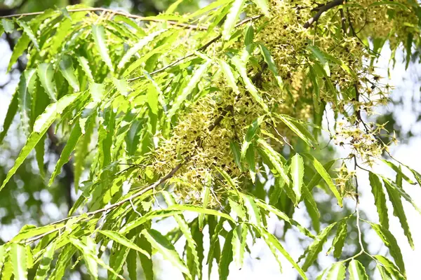 Polyalthia longifolia ağacı çiçekleri. Diğer adı Ashoka, glodokan, glodogan tiang, sahte Ashok ağacı. Bu ağaçların kabuğu birçok Ayurvedic ilaç yapımında kullanılır..