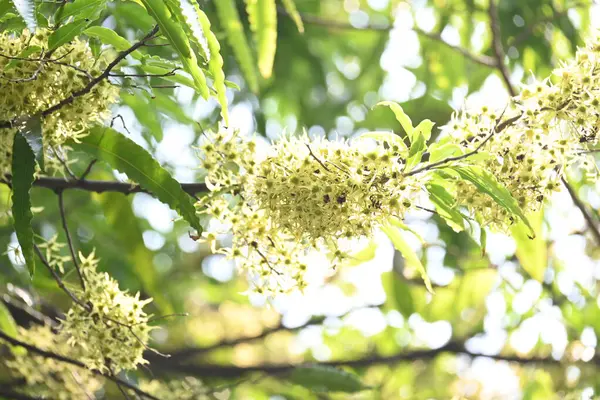 Polyalthia longifolia ağacı çiçekleri. Diğer adı Ashoka, glodokan, glodogan tiang, sahte Ashok ağacı. Bu ağaçların kabuğu birçok Ayurvedic ilaç yapımında kullanılır..