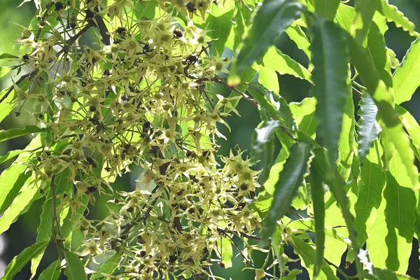 Polyalthia longifolia ağacı çiçekleri. Diğer adı Ashoka, glodokan, glodogan tiang, sahte Ashok ağacı. Bu ağaçların kabuğu birçok Ayurvedic ilaç yapımında kullanılır..