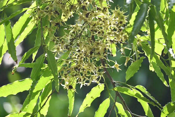 Polyalthia longifolia ağacı çiçekleri. Diğer adı Ashoka, glodokan, glodogan tiang, sahte Ashok ağacı. Bu ağaçların kabuğu birçok Ayurvedic ilaç yapımında kullanılır..