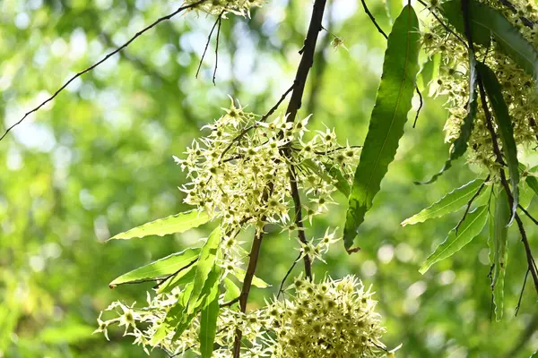 Polyalthia longifolia ağacı çiçekleri. Diğer adı Ashoka, glodokan, glodogan tiang, sahte Ashok ağacı. Bu ağaçların kabuğu birçok Ayurvedic ilaç yapımında kullanılır..