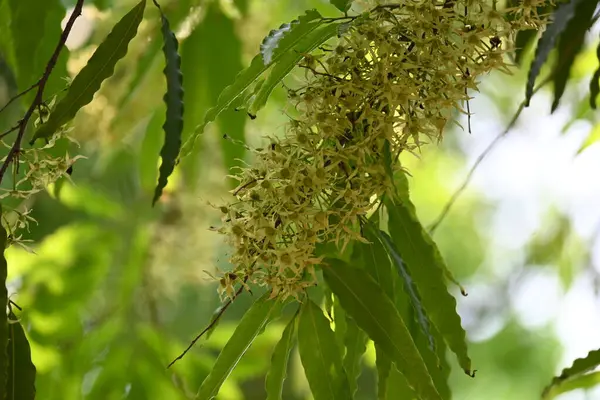 Polyalthia longifolia ağacı çiçekleri. Diğer adı Ashoka, glodokan, glodogan tiang, sahte Ashok ağacı. Bu ağaçların kabuğu birçok Ayurvedic ilaç yapımında kullanılır..