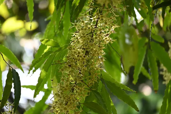 Polyalthia longifolia ağacı çiçekleri. Diğer adı Ashoka, glodokan, glodogan tiang, sahte Ashok ağacı. Bu ağaçların kabuğu birçok Ayurvedic ilaç yapımında kullanılır..