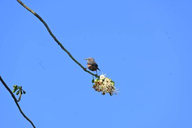 Brahminy Starlingorbrahminy Myna Beyaz İpek Pamuk Ağacı 'nda oturuyor. Bu kuş Beyaz İpek Pamuk Ağacı 'nın çiçeğinin nektarını emiyor. Sturnia pagodarum. Starling ailesinin bir üyesi..