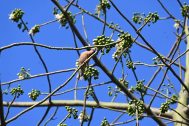 Brahminy Starlingorbrahminy Myna Beyaz İpek Pamuk Ağacı 'nda oturuyor. Bu kuş Beyaz İpek Pamuk Ağacı 'nın çiçeğinin nektarını emiyor. Sturnia pagodarum. Starling ailesinin bir üyesi..