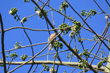 Brahminy Starlingorbrahminy Myna Beyaz İpek Pamuk Ağacı 'nda oturuyor. Bu kuş Beyaz İpek Pamuk Ağacı 'nın çiçeğinin nektarını emiyor. Sturnia pagodarum. Starling ailesinin bir üyesi..