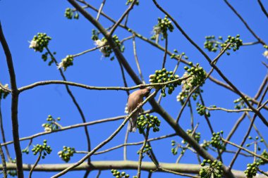 Brahminy Starlingorbrahminy Myna Beyaz İpek Pamuk Ağacı 'nda oturuyor. Bu kuş Beyaz İpek Pamuk Ağacı 'nın çiçeğinin nektarını emiyor. Sturnia pagodarum. Starling ailesinin bir üyesi..