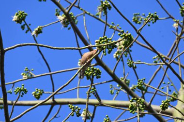 Brahminy Starlingorbrahminy Myna Beyaz İpek Pamuk Ağacı 'nda oturuyor. Bu kuş Beyaz İpek Pamuk Ağacı 'nın çiçeğinin nektarını emiyor. Sturnia pagodarum. Starling ailesinin bir üyesi..