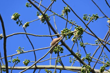 Brahminy Starlingorbrahminy Myna Beyaz İpek Pamuk Ağacı 'nda oturuyor. Bu kuş Beyaz İpek Pamuk Ağacı 'nın çiçeğinin nektarını emiyor. Sturnia pagodarum. Starling ailesinin bir üyesi..