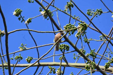 Brahminy Starlingorbrahminy Myna Beyaz İpek Pamuk Ağacı 'nda oturuyor. Bu kuş Beyaz İpek Pamuk Ağacı 'nın çiçeğinin nektarını emiyor. Sturnia pagodarum. Starling ailesinin bir üyesi..