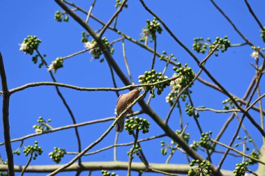 Brahminy Starlingorbrahminy Myna Beyaz İpek Pamuk Ağacı 'nda oturuyor. Bu kuş Beyaz İpek Pamuk Ağacı 'nın çiçeğinin nektarını emiyor. Sturnia pagodarum. Starling ailesinin bir üyesi..