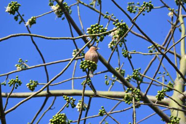 Brahminy Starlingorbrahminy Myna Beyaz İpek Pamuk Ağacı 'nda oturuyor. Bu kuş Beyaz İpek Pamuk Ağacı 'nın çiçeğinin nektarını emiyor. Sturnia pagodarum. Starling ailesinin bir üyesi..