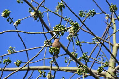Brahminy Starlingorbrahminy Myna Beyaz İpek Pamuk Ağacı 'nda oturuyor. Bu kuş Beyaz İpek Pamuk Ağacı 'nın çiçeğinin nektarını emiyor. Sturnia pagodarum. Starling ailesinin bir üyesi..