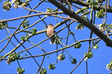 Brahminy Starlingorbrahminy Myna Beyaz İpek Pamuk Ağacı 'nda oturuyor. Bu kuş Beyaz İpek Pamuk Ağacı 'nın çiçeğinin nektarını emiyor. Sturnia pagodarum. Starling ailesinin bir üyesi..