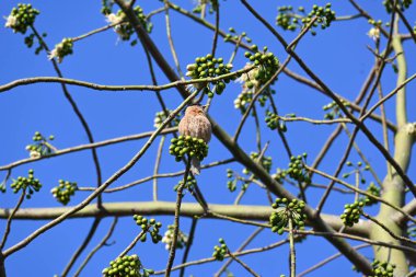 Brahminy Starlingorbrahminy Myna Beyaz İpek Pamuk Ağacı 'nda oturuyor. Bu kuş Beyaz İpek Pamuk Ağacı 'nın çiçeğinin nektarını emiyor. Sturnia pagodarum. Starling ailesinin bir üyesi..