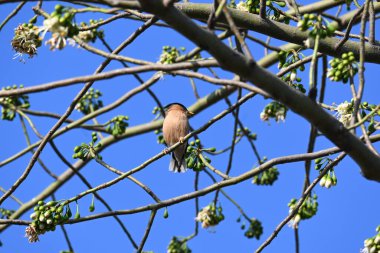 Brahminy Starlingorbrahminy Myna Beyaz İpek Pamuk Ağacı 'nda oturuyor. Bu kuş Beyaz İpek Pamuk Ağacı 'nın çiçeğinin nektarını emiyor. Sturnia pagodarum. Starling ailesinin bir üyesi..