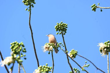 Brahminy Starlingorbrahminy Myna Beyaz İpek Pamuk Ağacı 'nda oturuyor. Bu kuş Beyaz İpek Pamuk Ağacı 'nın çiçeğinin nektarını emiyor. Sturnia pagodarum. Starling ailesinin bir üyesi..