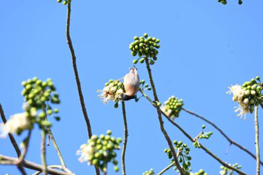 Brahminy Starlingorbrahminy Myna Beyaz İpek Pamuk Ağacı 'nda oturuyor. Bu kuş Beyaz İpek Pamuk Ağacı 'nın çiçeğinin nektarını emiyor. Sturnia pagodarum. Starling ailesinin bir üyesi..
