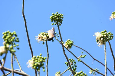 Brahminy Starlingorbrahminy Myna Beyaz İpek Pamuk Ağacı 'nda oturuyor. Bu kuş Beyaz İpek Pamuk Ağacı 'nın çiçeğinin nektarını emiyor. Sturnia pagodarum. Starling ailesinin bir üyesi..