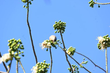 Brahminy Starlingorbrahminy Myna Beyaz İpek Pamuk Ağacı 'nda oturuyor. Bu kuş Beyaz İpek Pamuk Ağacı 'nın çiçeğinin nektarını emiyor. Sturnia pagodarum. Starling ailesinin bir üyesi..