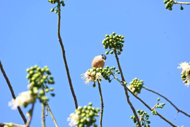 Brahminy Starlingorbrahminy Myna Beyaz İpek Pamuk Ağacı 'nda oturuyor. Bu kuş Beyaz İpek Pamuk Ağacı 'nın çiçeğinin nektarını emiyor. Sturnia pagodarum. Starling ailesinin bir üyesi..