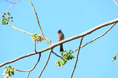Brahminy Starlingorbrahminy Myna Beyaz İpek Pamuk Ağacı 'nda oturuyor. Bu kuş Beyaz İpek Pamuk Ağacı 'nın çiçeğinin nektarını emiyor. Sturnia pagodarum. Starling ailesinin bir üyesi..