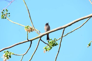 Brahminy Starlingorbrahminy Myna Beyaz İpek Pamuk Ağacı 'nda oturuyor. Bu kuş Beyaz İpek Pamuk Ağacı 'nın çiçeğinin nektarını emiyor. Sturnia pagodarum. Starling ailesinin bir üyesi..