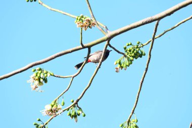 Brahminy Starlingorbrahminy Myna Beyaz İpek Pamuk Ağacı 'nda oturuyor. Bu kuş Beyaz İpek Pamuk Ağacı 'nın çiçeğinin nektarını emiyor. Sturnia pagodarum. Starling ailesinin bir üyesi..