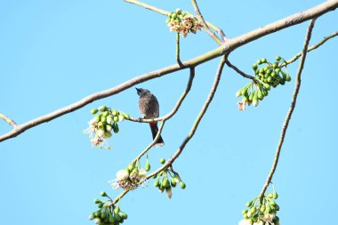 Brahminy Starlingorbrahminy Myna Beyaz İpek Pamuk Ağacı 'nda oturuyor. Bu kuş Beyaz İpek Pamuk Ağacı 'nın çiçeğinin nektarını emiyor. Sturnia pagodarum. Starling ailesinin bir üyesi..