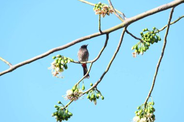 Brahminy Starlingorbrahminy Myna Beyaz İpek Pamuk Ağacı 'nda oturuyor. Bu kuş Beyaz İpek Pamuk Ağacı 'nın çiçeğinin nektarını emiyor. Sturnia pagodarum. Starling ailesinin bir üyesi..