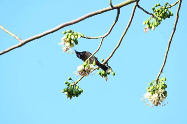 Brahminy Starlingorbrahminy Myna Beyaz İpek Pamuk Ağacı 'nda oturuyor. Bu kuş Beyaz İpek Pamuk Ağacı 'nın çiçeğinin nektarını emiyor. Sturnia pagodarum. Starling ailesinin bir üyesi..