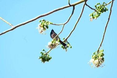 Brahminy Starlingorbrahminy Myna Beyaz İpek Pamuk Ağacı 'nda oturuyor. Bu kuş Beyaz İpek Pamuk Ağacı 'nın çiçeğinin nektarını emiyor. Sturnia pagodarum. Starling ailesinin bir üyesi..