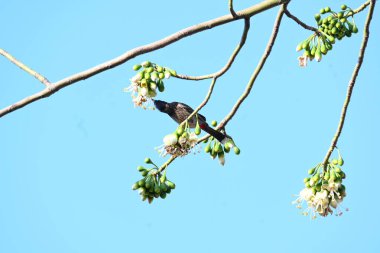 Brahminy Starlingorbrahminy Myna Beyaz İpek Pamuk Ağacı 'nda oturuyor. Bu kuş Beyaz İpek Pamuk Ağacı 'nın çiçeğinin nektarını emiyor. Sturnia pagodarum. Starling ailesinin bir üyesi..