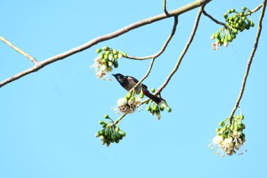 Brahminy Starlingorbrahminy Myna Beyaz İpek Pamuk Ağacı 'nda oturuyor. Bu kuş Beyaz İpek Pamuk Ağacı 'nın çiçeğinin nektarını emiyor. Sturnia pagodarum. Starling ailesinin bir üyesi..
