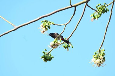 Brahminy Starlingorbrahminy Myna Beyaz İpek Pamuk Ağacı 'nda oturuyor. Bu kuş Beyaz İpek Pamuk Ağacı 'nın çiçeğinin nektarını emiyor. Sturnia pagodarum. Starling ailesinin bir üyesi..