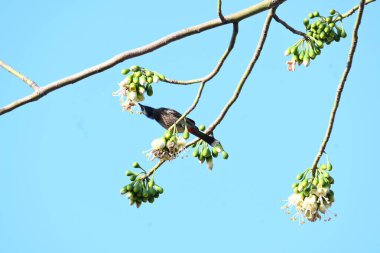 Brahminy Starlingorbrahminy Myna Beyaz İpek Pamuk Ağacı 'nda oturuyor. Bu kuş Beyaz İpek Pamuk Ağacı 'nın çiçeğinin nektarını emiyor. Sturnia pagodarum. Starling ailesinin bir üyesi..