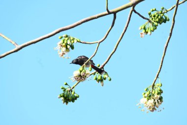 Brahminy Starlingorbrahminy Myna Beyaz İpek Pamuk Ağacı 'nda oturuyor. Bu kuş Beyaz İpek Pamuk Ağacı 'nın çiçeğinin nektarını emiyor. Sturnia pagodarum. Starling ailesinin bir üyesi..