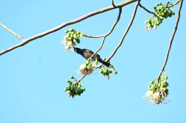 Brahminy Starlingorbrahminy Myna Beyaz İpek Pamuk Ağacı 'nda oturuyor. Bu kuş Beyaz İpek Pamuk Ağacı 'nın çiçeğinin nektarını emiyor. Sturnia pagodarum. Starling ailesinin bir üyesi..