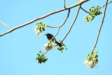 Brahminy Starlingorbrahminy Myna Beyaz İpek Pamuk Ağacı 'nda oturuyor. Bu kuş Beyaz İpek Pamuk Ağacı 'nın çiçeğinin nektarını emiyor. Sturnia pagodarum. Starling ailesinin bir üyesi..
